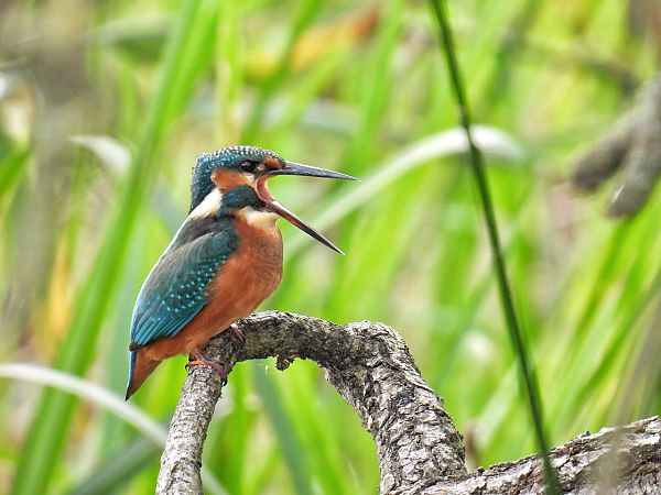 Eisvogel  - Kacper Mikulski