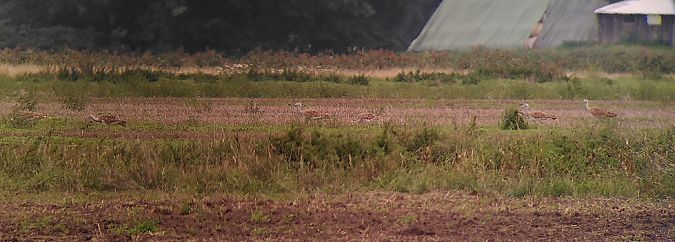 Großtrappe  - Lennart Eschen-Lippold