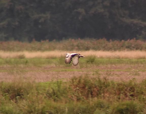 Großtrappe  - Lennart Eschen-Lippold