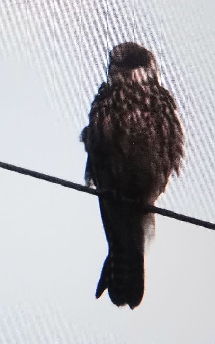 Red-footed Falcon  - Piotrek Szydło