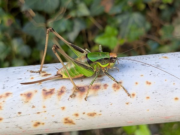Eupholidoptera chabrieri  - Pierre Alexandre