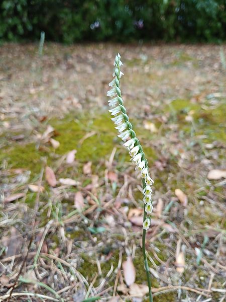 Spiranthes spiralis  - Alain Falvard