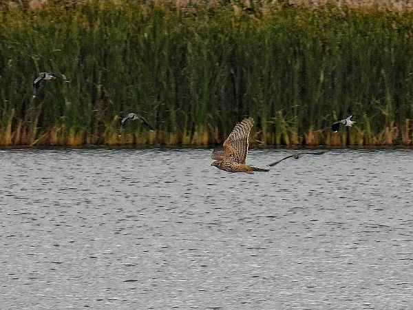 Eurasian Goshawk  - Kacper Mikulski