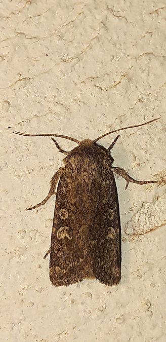 Luperina testacea  - Michele Cento