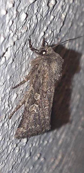 Luperina testacea  - Michele Cento