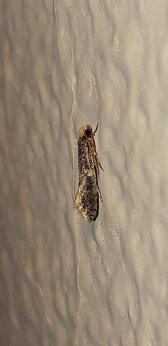 Monopis laevigella  - Michele Cento