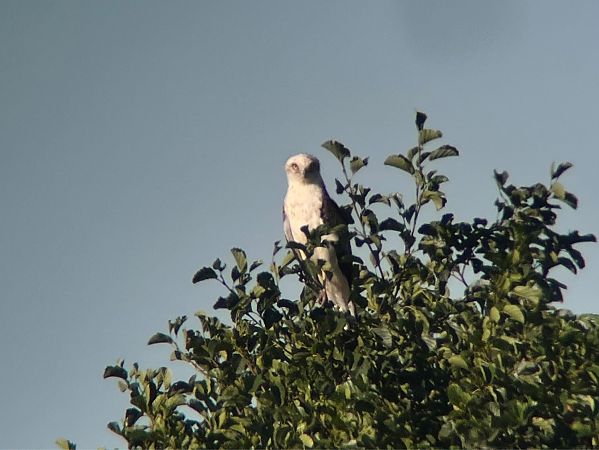 Schlangenadler  - Mateusz Gutowski