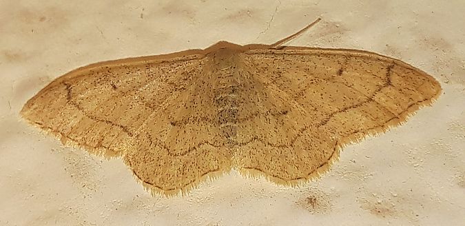 Idaea aversata  - Michele Cento