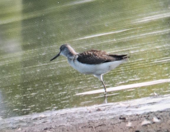 Common Greenshank  - Piotr Świętochowski