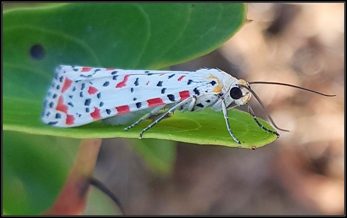Utetheisa pulchella  - Giuseppe Di Lieto
