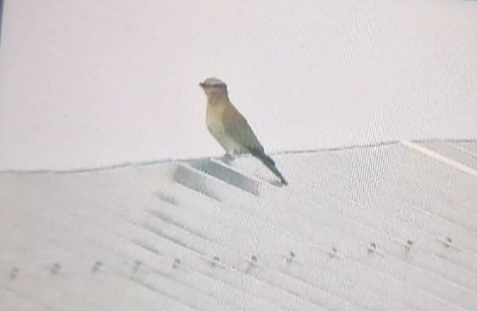 European Roller  - Krzysztof Kajzer