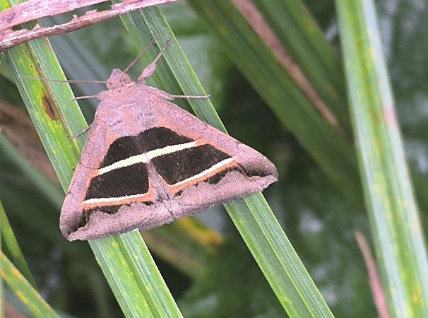 Grammodes bifasciata  - Mirko Tomasi