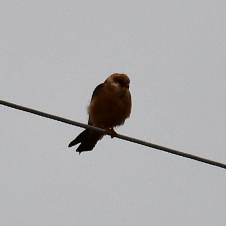 Red-footed Falcon  - Paweł Zaniecki