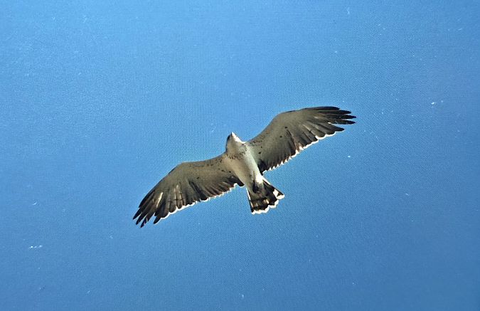Short-toed Snake Eagle  - Przemysław Stachyra