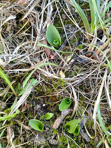 Ophrys sphegodes  - Alain Falvard