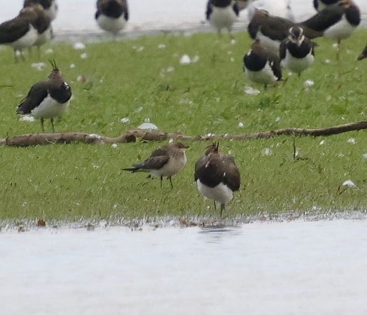 Black-winged Pratincole  - Katarzyna Szałas