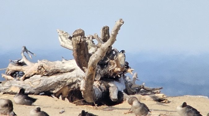 sokół wędrowny  - Krzysztof Kajzer