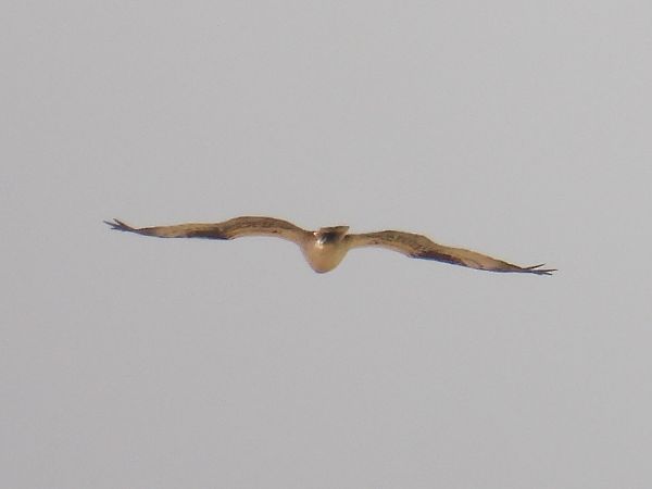 rybołów  - Kacper Mikulski