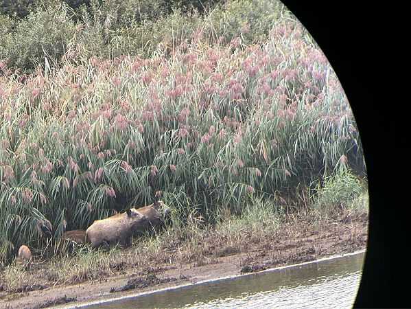 Sanglier 