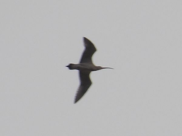 Courlis cendré  - Kacper Mikulski