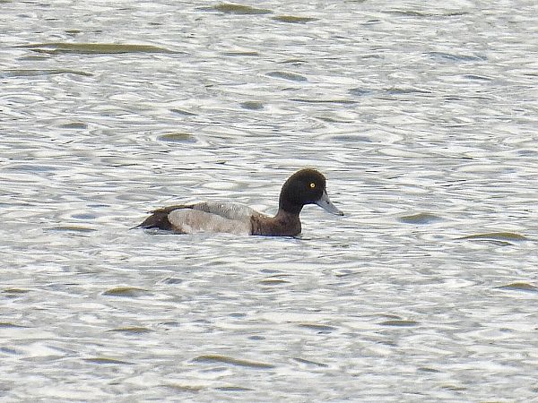 Greater Scaup  - Kacper Mikulski
