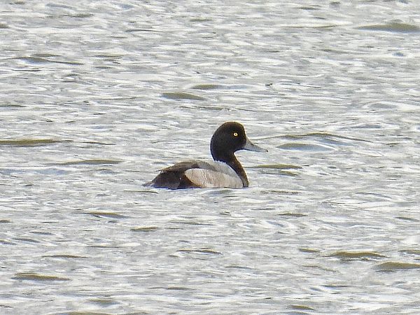 Fuligule milouinan  - Kacper Mikulski