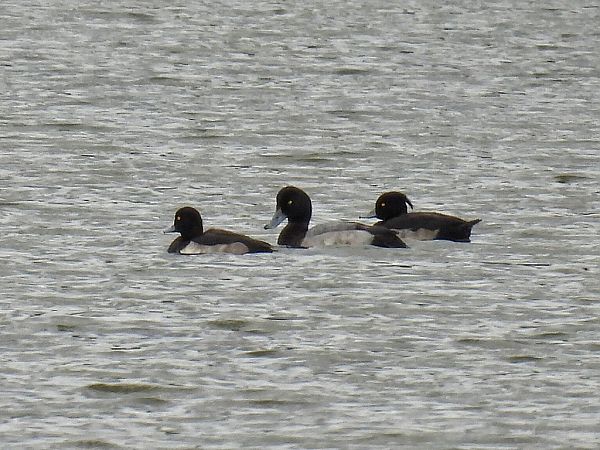 Fuligule milouinan  - Kacper Mikulski