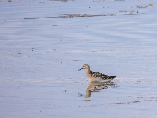 Ruff  - Natalia Gorczowska