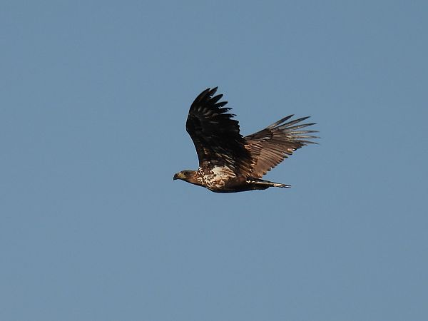 White-tailed Eagle  - Kacper Mikulski