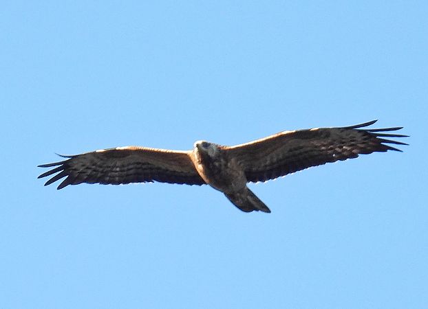 Bondrée apivore  - Kacper Mikulski