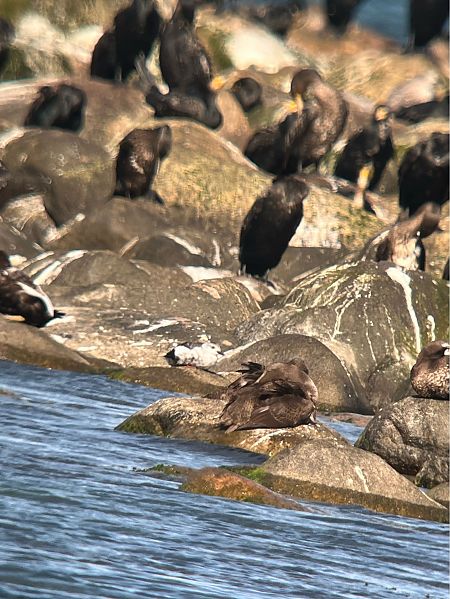 Black Guillemot  - Sven Seiler