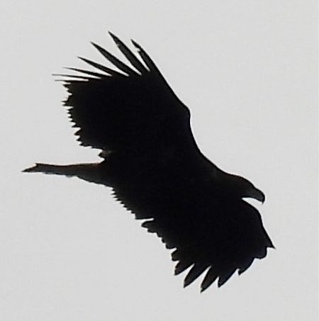 Seeadler  - Karoline Petersen-Poggensee
