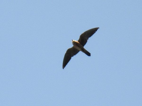 kobczyk  - Kacper Mikulski