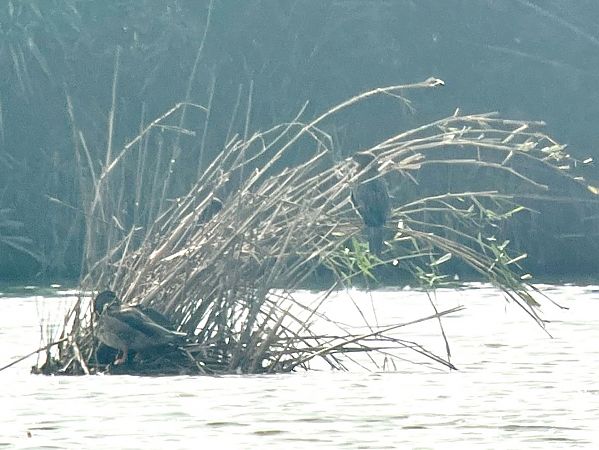 kormoran mały  - Mateusz Gutowski