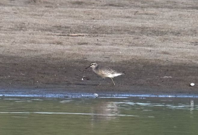 Red Knot  - Łukasz Konopka