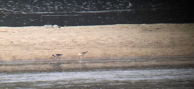 Curlew Sandpiper  - Sebastian Watras