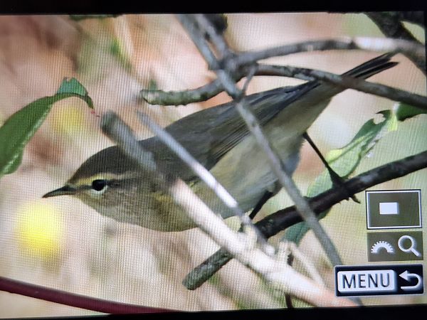 Common Chiffchaff  - Tomasz Doroń