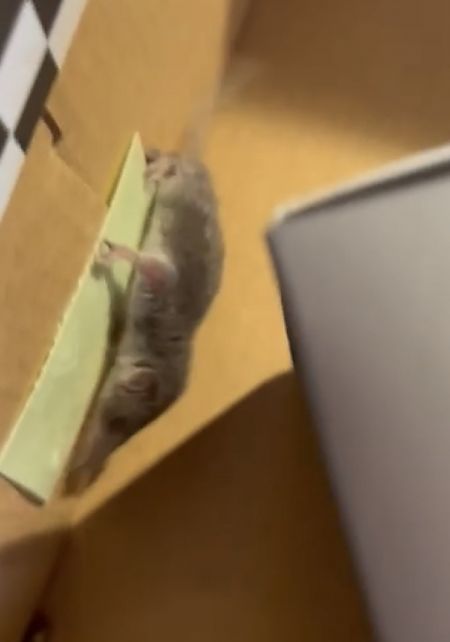 Crocidura ventrebianco  - Gabriele de Nadai
