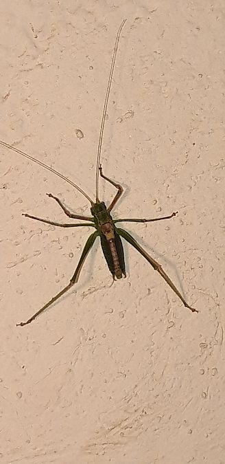 Leptophyes laticauda  - Michele Cento