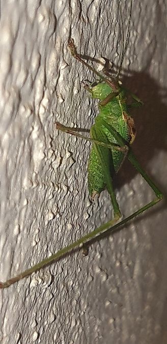 Leptophyes laticauda  - Michele Cento