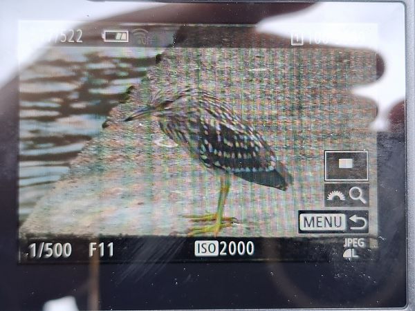 Black-crowned Night Heron  - Tomasz Doroń