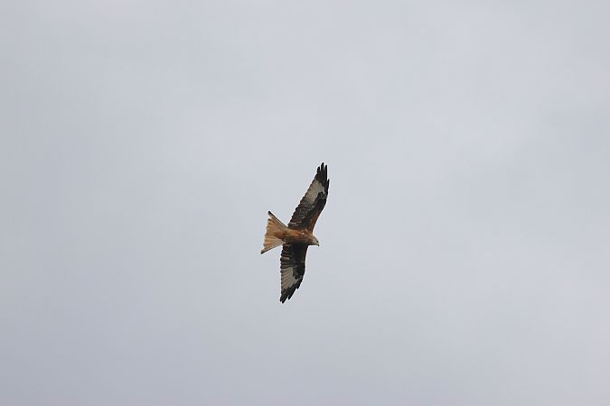Red Kite  - Katarzyna Szałas