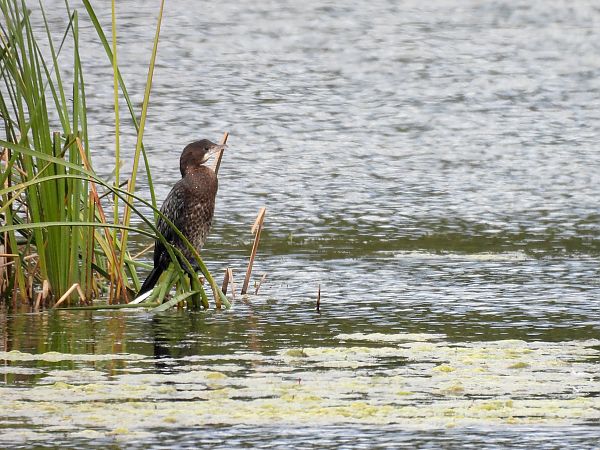 kormoran mały  - Natalia Gorczowska