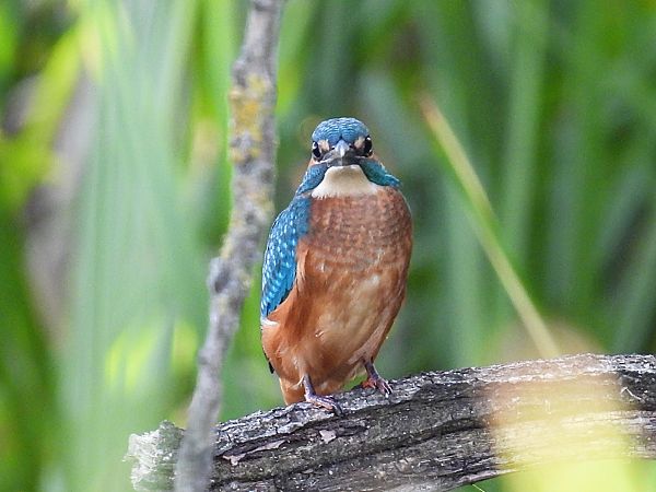 Common Kingfisher  - Kacper Mikulski