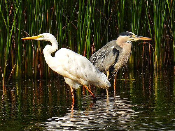 Great Egret  - Kacper Mikulski