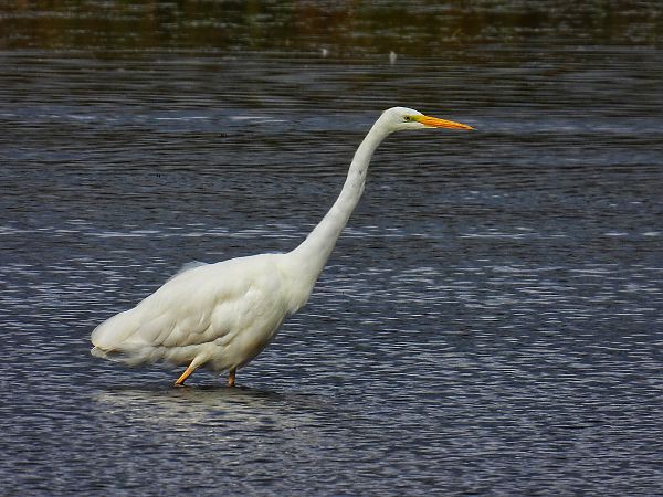 Grande Aigrette  - Kacper Mikulski