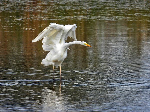 Grande Aigrette  - Kacper Mikulski