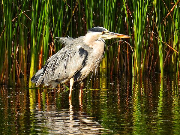 Grey Heron  - Kacper Mikulski