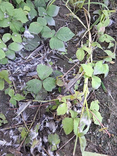 Krickente  - Ewa Nalepa