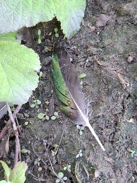 cyraneczka  - Ewa Nalepa